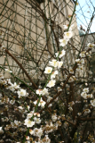 Prunus mume 'Omoi-no-mama' RCP2-2014 011.JPG